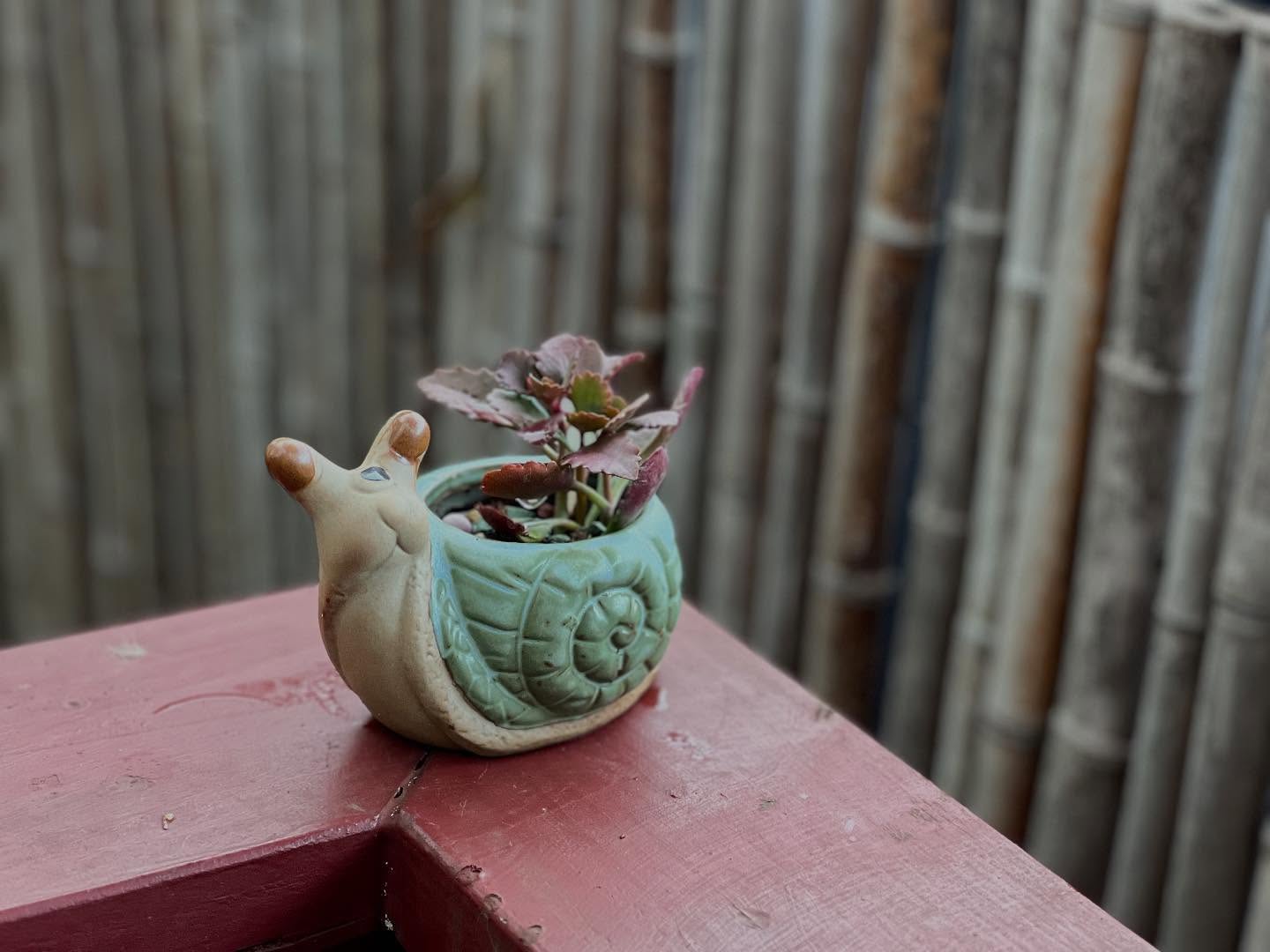 Garden Snailz