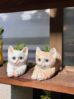 Little Kitten