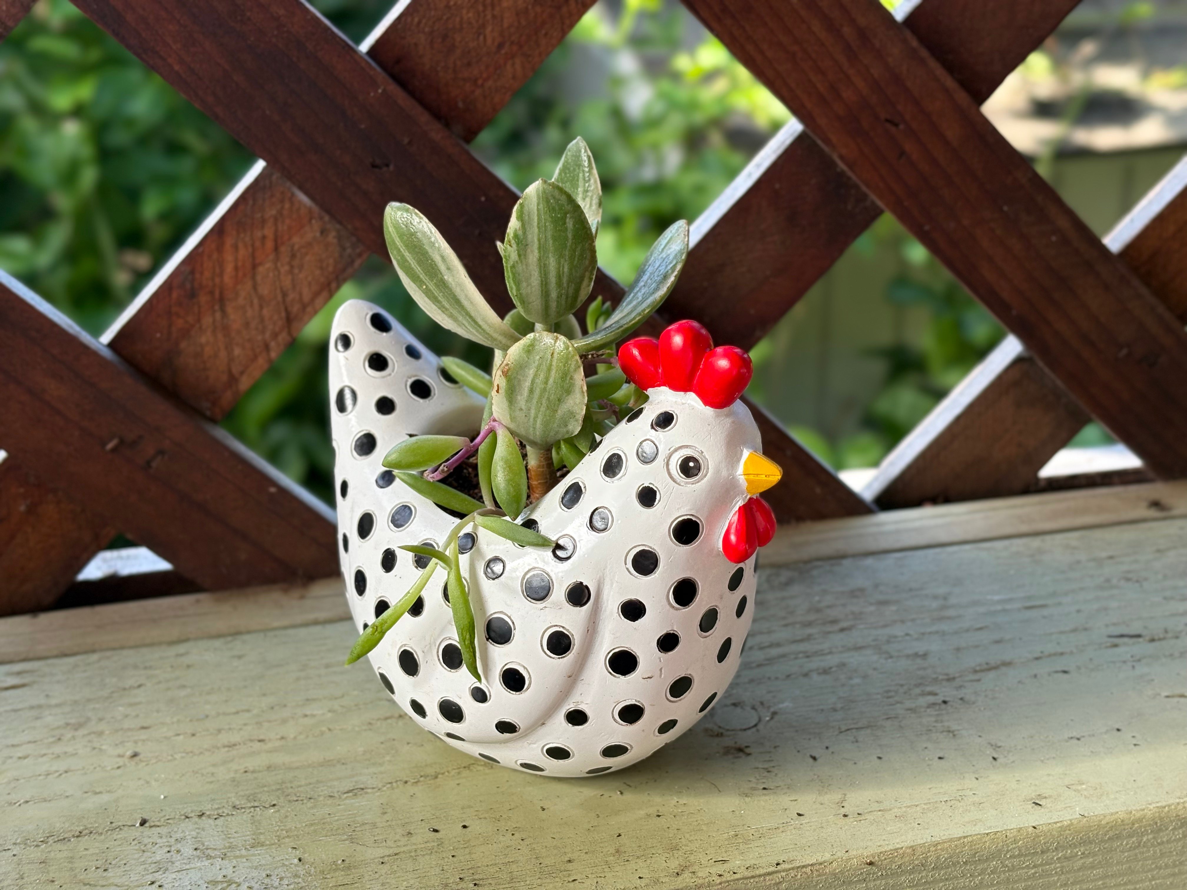 White Polka-Dot Chicken 