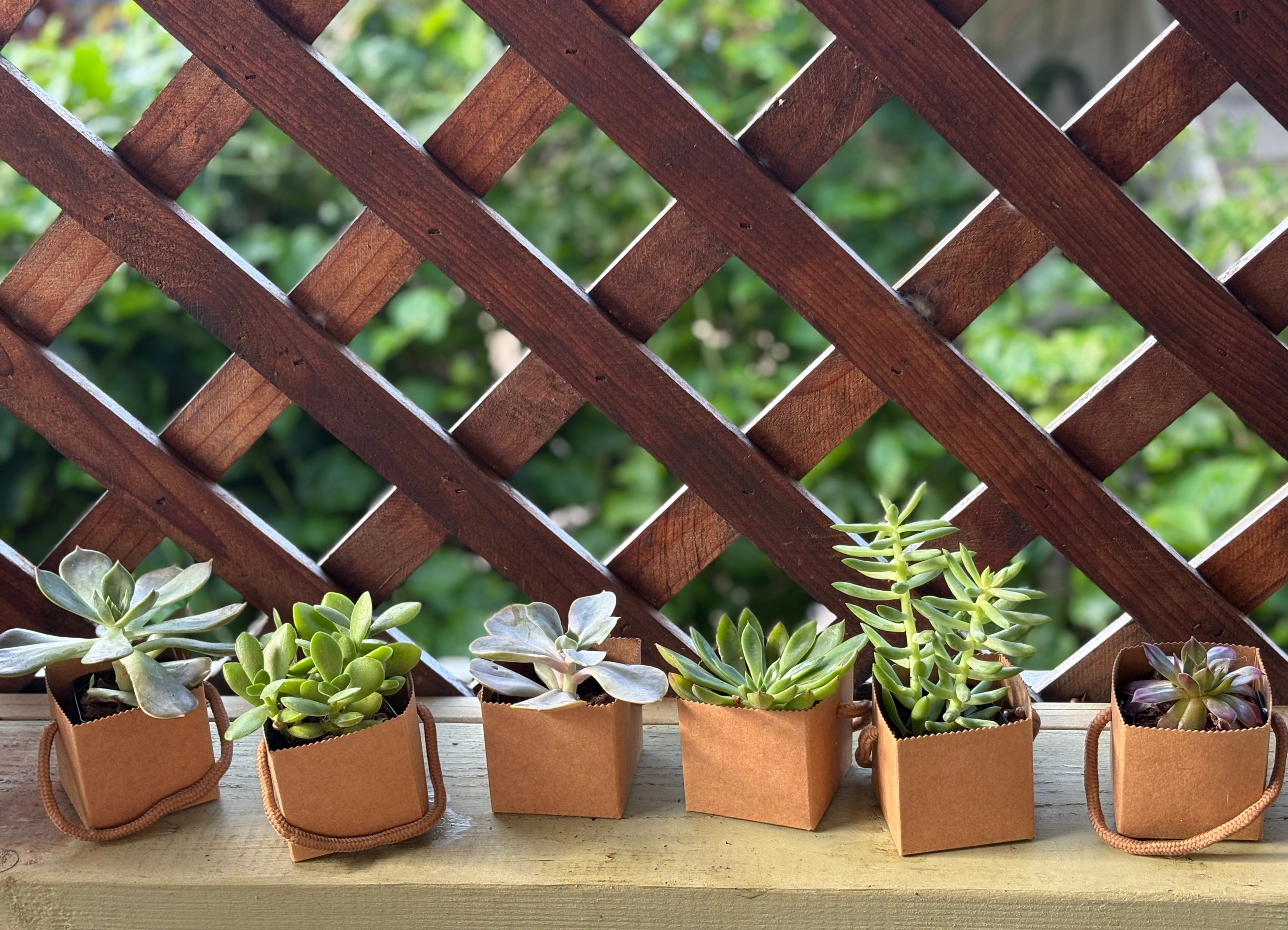 Mini Cardbord holders 